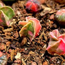 Image result for Thesium asterias