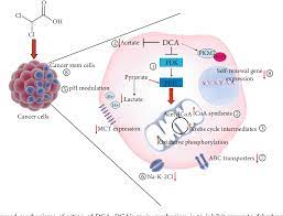 Figure 3 From Dichloroacetate Dca And Cancer An Overview Towards Clinical Applications Semantic Scholar