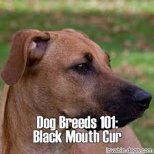 Dog Breeds 101 Black Mouth Cur Http Lovable Dogs Com Dog Breeds 101 Black Mouth Cur I P Black Mouth Cur Black Mouth Cur Dog Black Mouth Cur Puppies
