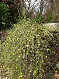 Image result for Jasminum nudiflorum