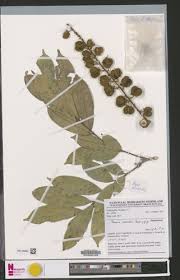 Image result for Pancovia