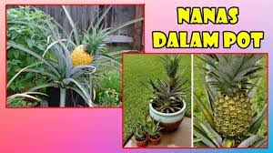 Oleh bu tanidiposting pada april 20, 2020. Tis Tips Top Subur Tanam Nanas Dalam Pot Dari Mahkota Raja Jualbibitbuah Tis Youtube