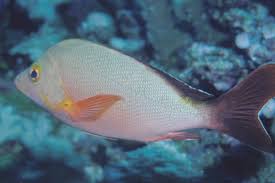 Image result for Sebaea junodii