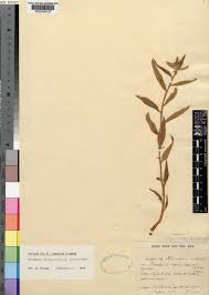 Image result for Dorstenia benguellensis