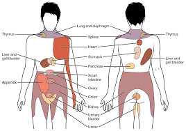 There are approximately 74 major organs in the human body. Referred Pain Wikipedia