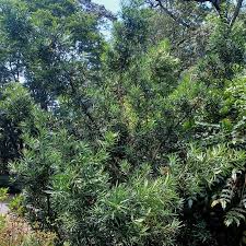 Image result for Afrocarpus usambarensis