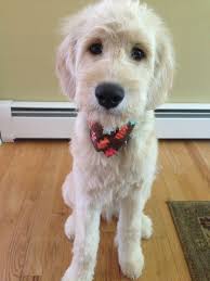 From being loved in our home to being loved in yours. How To Groom A Labradoodle Puppy Arxiusarquitectura