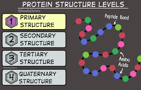 We are two sisters on a mission to demystify science with humor and relevance by creating videos, gifs, comics, and resources. The Amoeba Sisters Some Protein Structure Levels In A Gif From