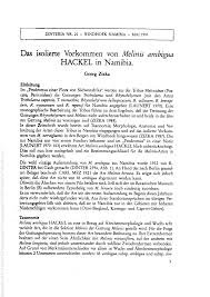 Image result for Melinis ambigua