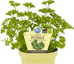 80 ottawa ave nw grand rapids, mi 49503 phone: Petersilie Kraus Blu Krauter Gemuse So Gesund Kann Lecker Sein