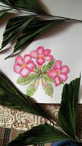 watercolor painting adenium flower watercolor paintings painting watercolor