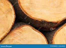 Image result for Kirkia