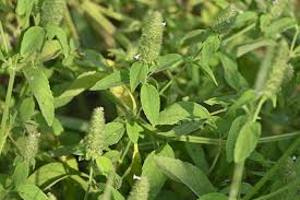 Image result for Cantinoa