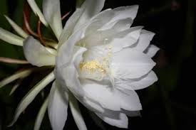 Epiphyllum oxypetalum, 'dutchmans pipe' or 'queen of the night cactus' is a popular variety. Night Blooming Cereus Queen Of The Night Orchid Cactus Epiphyllum Fragrant Plants Almost Eden
