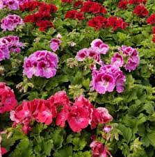 Saginaw, mi 48602 mi 48602. Grohman S Greenhouse And Flower Shop Home Facebook