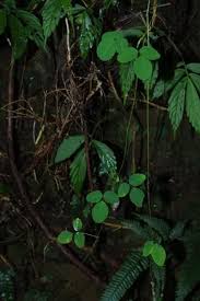 Image result for Dumasia