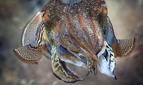 Check spelling or type a new query. Kenali Sotong Katak Umpan