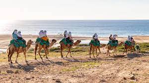 Jodi benson get along little camel / camel suite. Camel Rides In Cabo San Lucas Things To Do In Cabo Blog