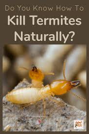 We did not find results for: Pin On Termite Control