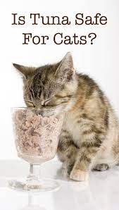 Can Cats Eat Tuna Canned Raw Or As A Main Part Of Their Diet Cats Raw Cat Food Diet Raw Cat Food Recipes