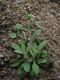 Image result for Eschenbachia