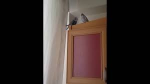 Muhabbet Kusu Kacti Youtube