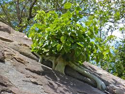 Image result for Ficus abutilifolia