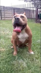 Showing results for puppies for sale171 ads. American Xl Bullies Boksburg Dogs Puppies Public Ads 147108