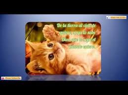 Gatitos tiernos con frases de amor: Imagenes De Gatitos Tiernos Con Frases De Amor Youtube