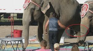 Please Ask Venues Still Planning To Host This Cruel Circus To Consider These Facts Carefully And At Least Require Elephant Facts Animal Help