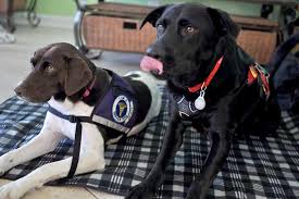 How do dogs help people with anxiety? Service Dog Awareness Month What It S Really Like Having A Service Dog