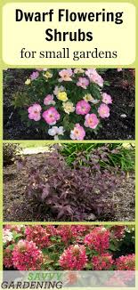 Dwarf Flowering Shrubs For Small Gardens And Landscapes