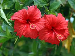 Image result for Hibiscus panduriformis