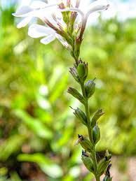 Image result for Buchnera