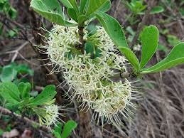 Image result for Pavetta sp. A