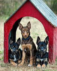 We did not find results for: 30 Australian Kelpies Ideas Australian Kelpie Dogs Australian Kelpie Dog