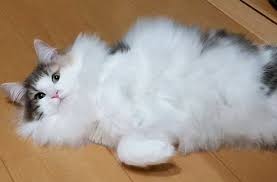 The norwegian forest cat is native to norway, with a history going back hundreds and maybe thousands of years. Norwegian Forest Cat Easy To Follow Guide Expert S Advice