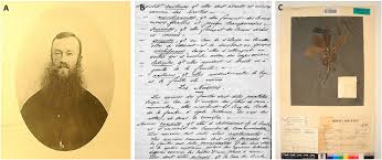 Image result for Macledium poggei