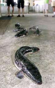 Snakehead Fish Cruising Around On Land Snakehead Fish River Fishing Catching Fish