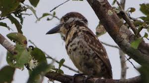 Alla te espero ver serie online / venganza del más allá (2017) ver o descargar en hd 1080p. Colombia Birding And Nature Tours The Endemic Birds Youtube
