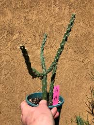 Image result for Cyclocotyla