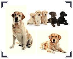 The high risk problems in labs are often avoidable through health testing. Labrador Retriever Vs Golden Retriever The Difference Is The Coat
