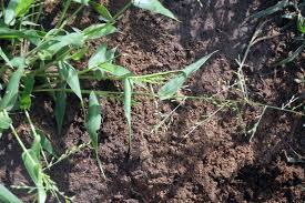 Image result for Urochloa deflexa