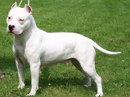 Check spelling or type a new query. 10 Melhores Dicas De Como Adestrar Um Cachorro Pitbull