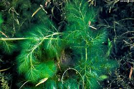 Image result for Utricularia stellaris
