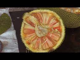 The jackfruit (artocarpus heterophyllus), also known as jack tree, is a species of tree in the fig, mulberry, and breadfruit family (). Jackfruit Varieties Youtube