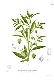 Image result for Physalis angulata