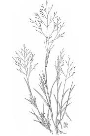 Image result for Panicum gracilicaule