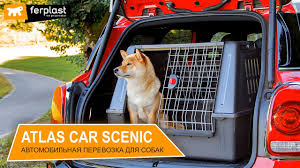 avtomobilnaya perevozka dlya sobak ferplast atlas car scenic sobaki zoomagazin perevozka