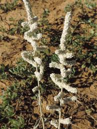 Image result for Aerva